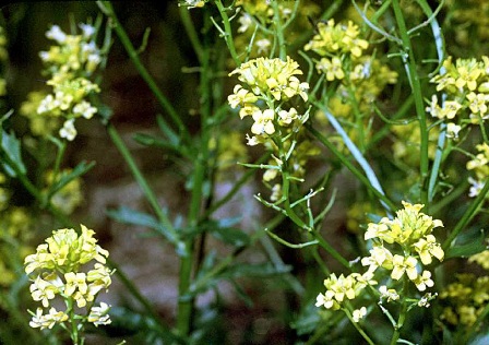 Winter Cress, a variety of mustard plant